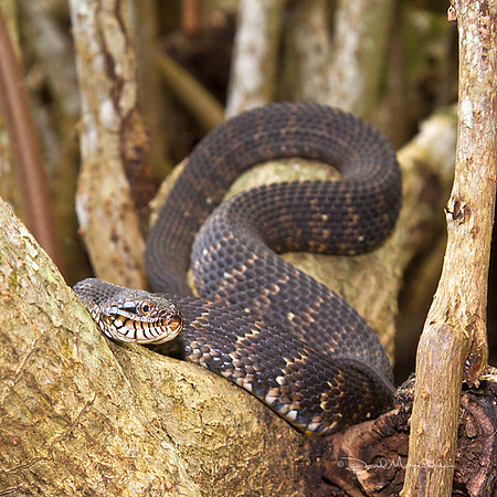 Banded Watersnake
