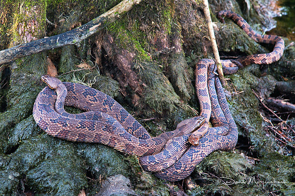 Slithering House