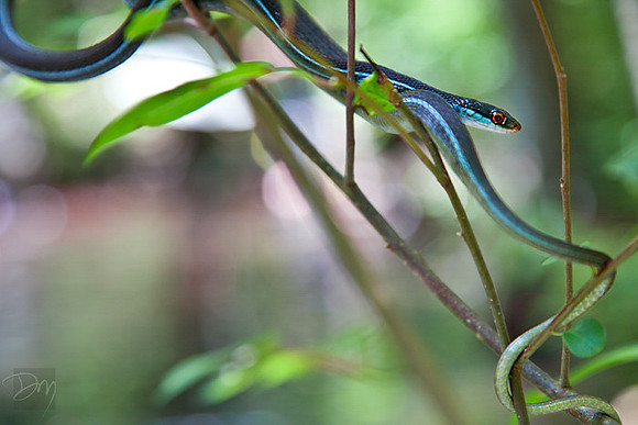Bluestripe Ribbon Snake