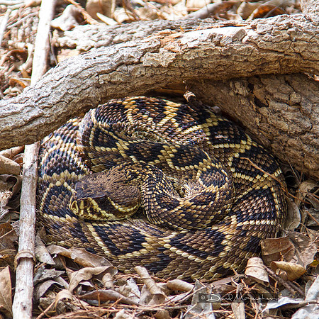Diamondback Disguise