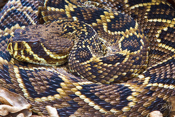 Diamondback Camouflage