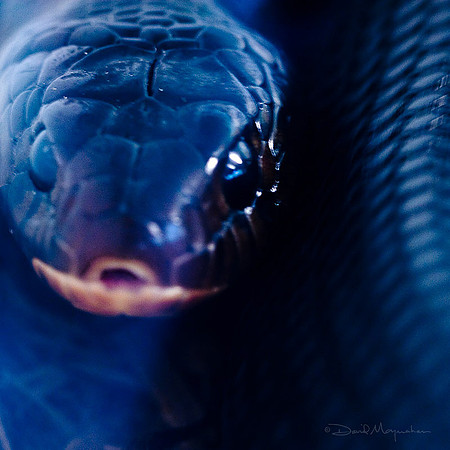 Eastern Indigo Closeup