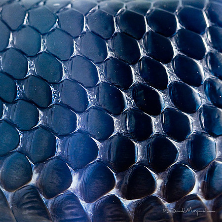 Indigo Scales