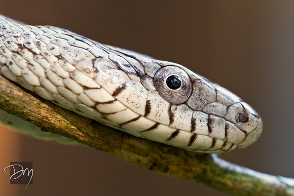 Oak Snake Portrait