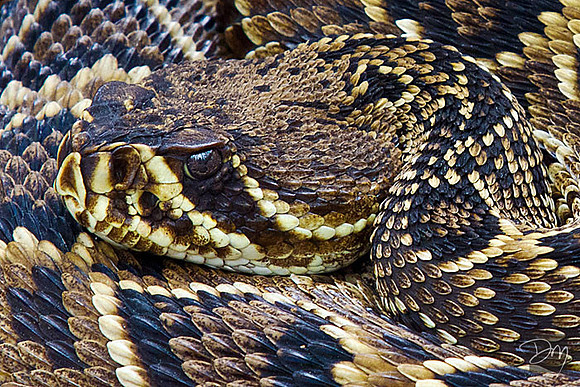 Rattlesnake Face