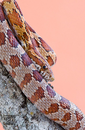 Red Rat Snake