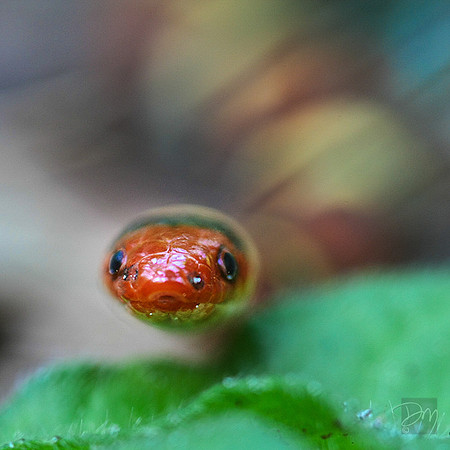 Scarlet Kingsnake Head On