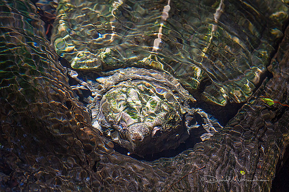Snapper