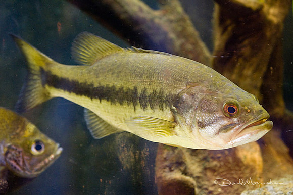 Bass