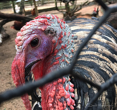 Turkey Face