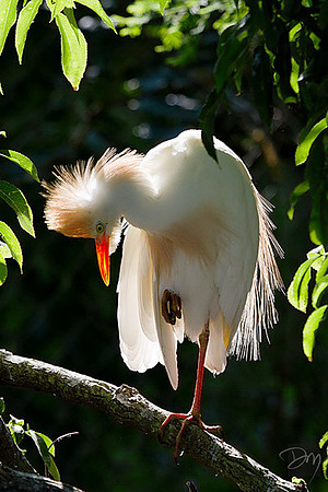 Egret Intimacy