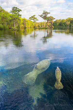 Manatee Moment