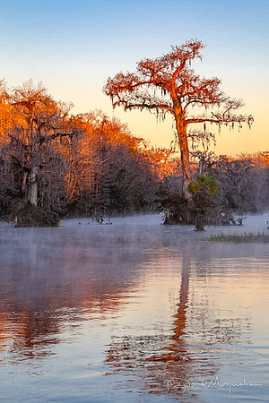 Morning has Broken