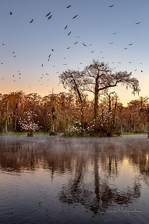 Bird Paradise - Wakulla Springs