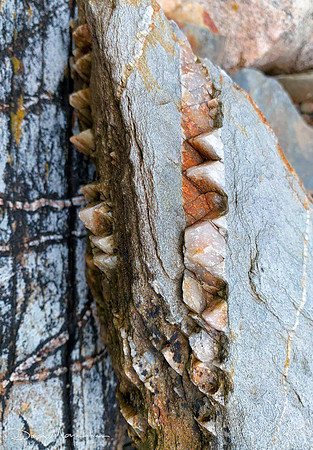 Maine Rocks- Moose Pt- 18