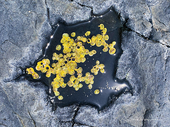 Schoodic Pt Rocks 4