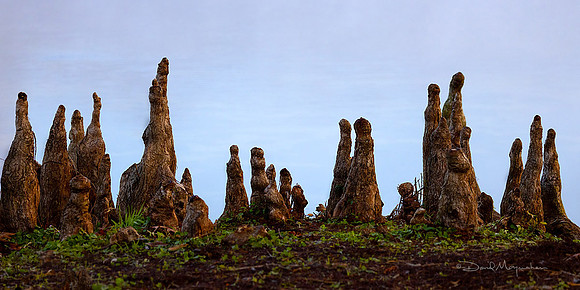 Spring Sentinels