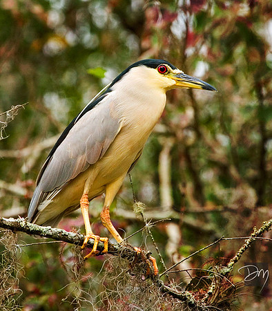 Black-crowned Night Heron