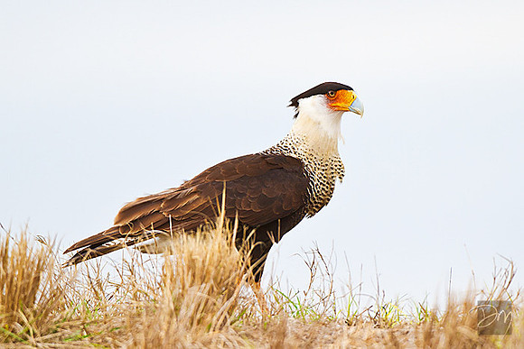Crested Caracara