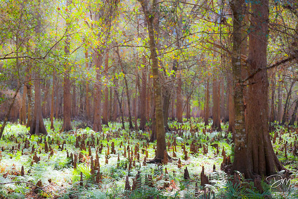 Cypress Swamp Light