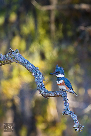 FEC Kingfisher
