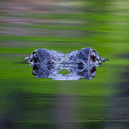 Floating Eyes