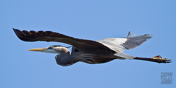 Glide of the Great Blue