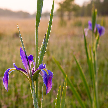 Iris Dew