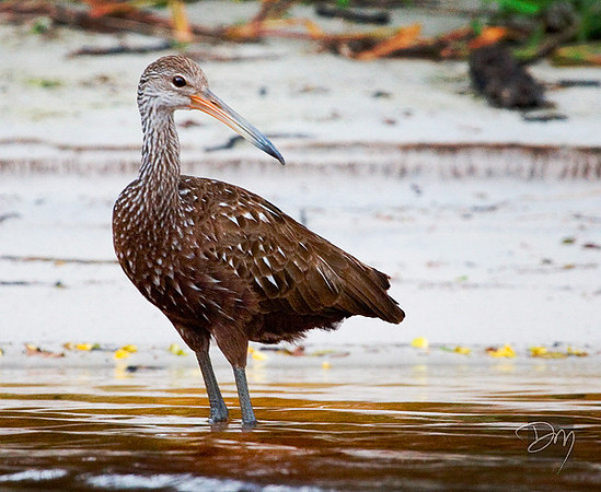 Limpkin 1
