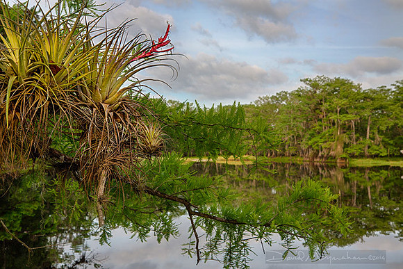 Lk_Paradise_Bromeliads