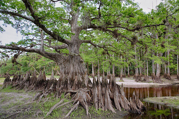 Memorial Tree FEC