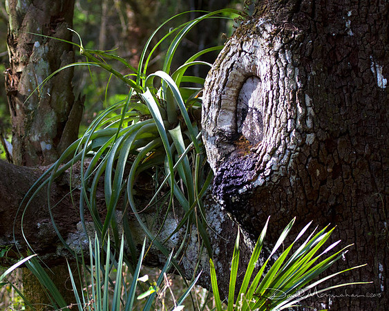 Oak Eye & Bromeliad