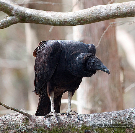 Vulture Pose