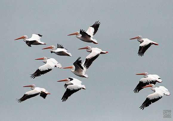 White Flight