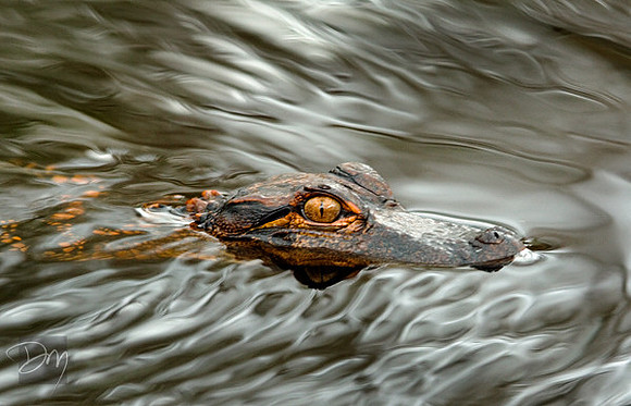 Young Denizen