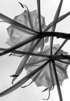 Spidery Lilies