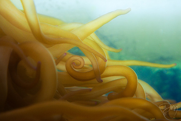 Anemone Fingers