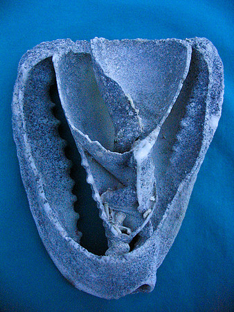 Blue Helmet Conch
