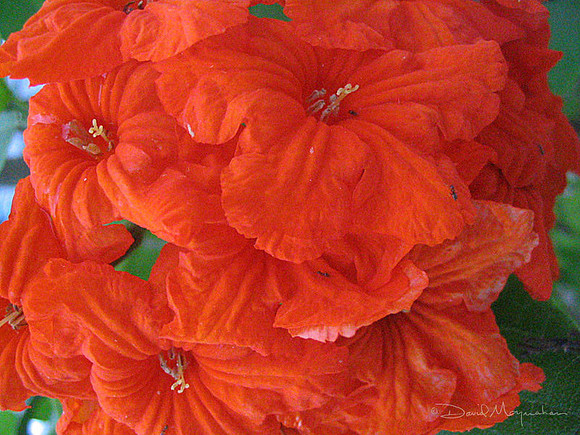 Island Flora