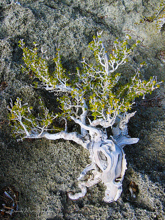 Nature's Bonsai