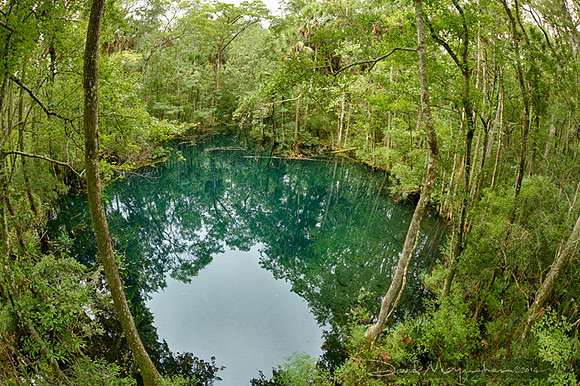 Shepherd_Spring