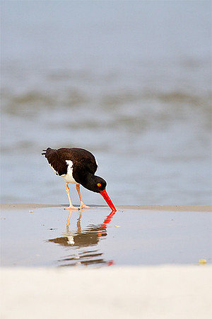 American Oystercatcher V