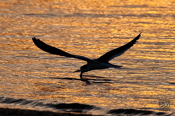 Black Skimmer Sunrise