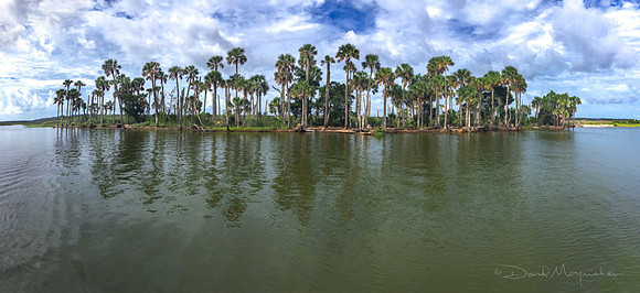Cabbage Top Pano