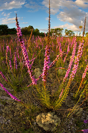 Duneside Blazing Star