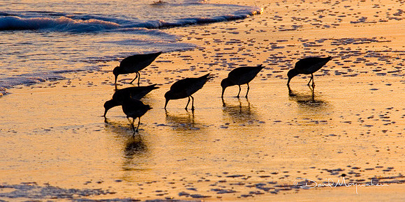 Feeding on Light
