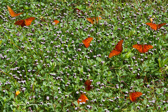 Fritillary Meadow