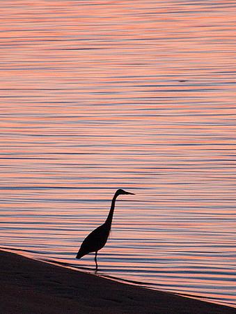 Heron Silhouette