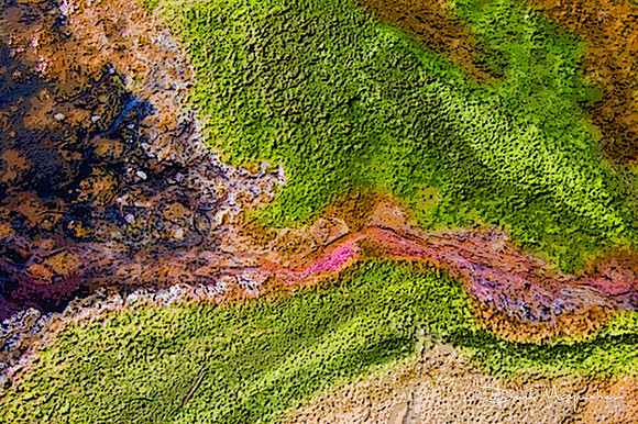 Microbial Art