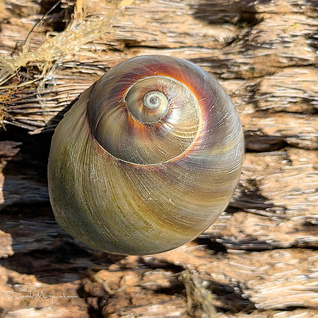 Moon Shell